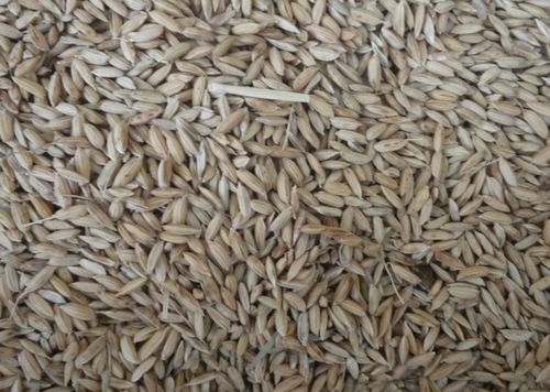 东北大米正宗优质稻谷收购销售 海林稻谷粮食加工厂